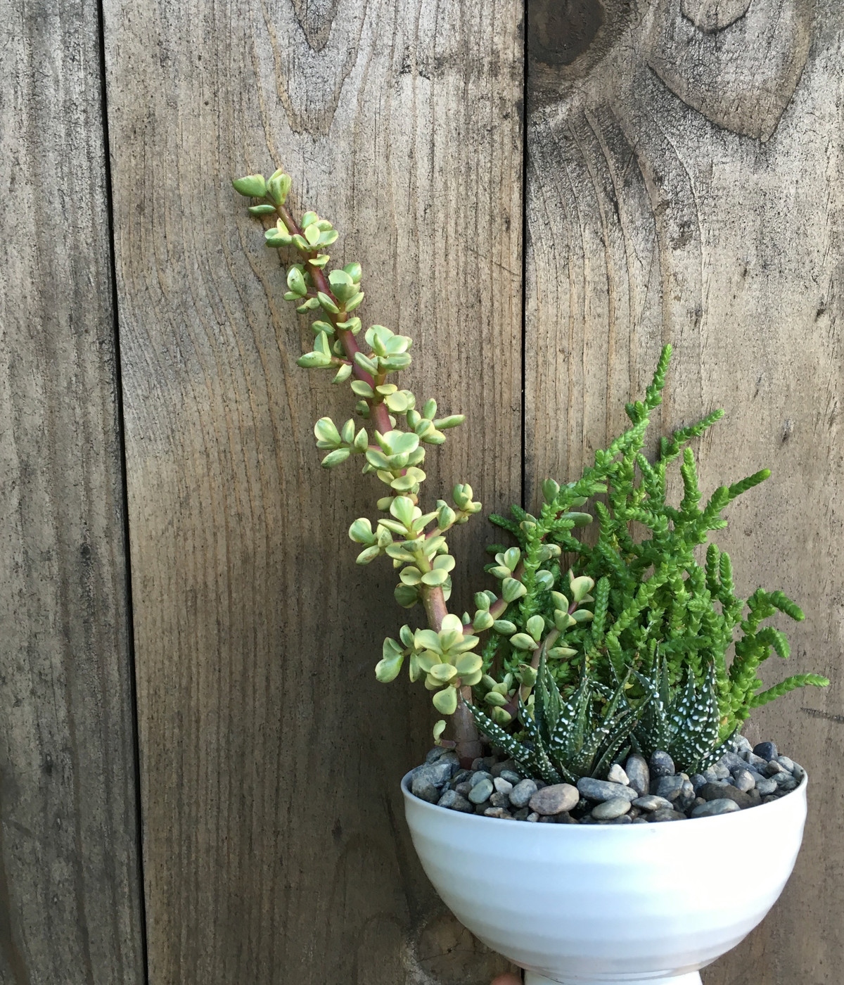 Handmade succulent arrangement in a white ceramic bowl